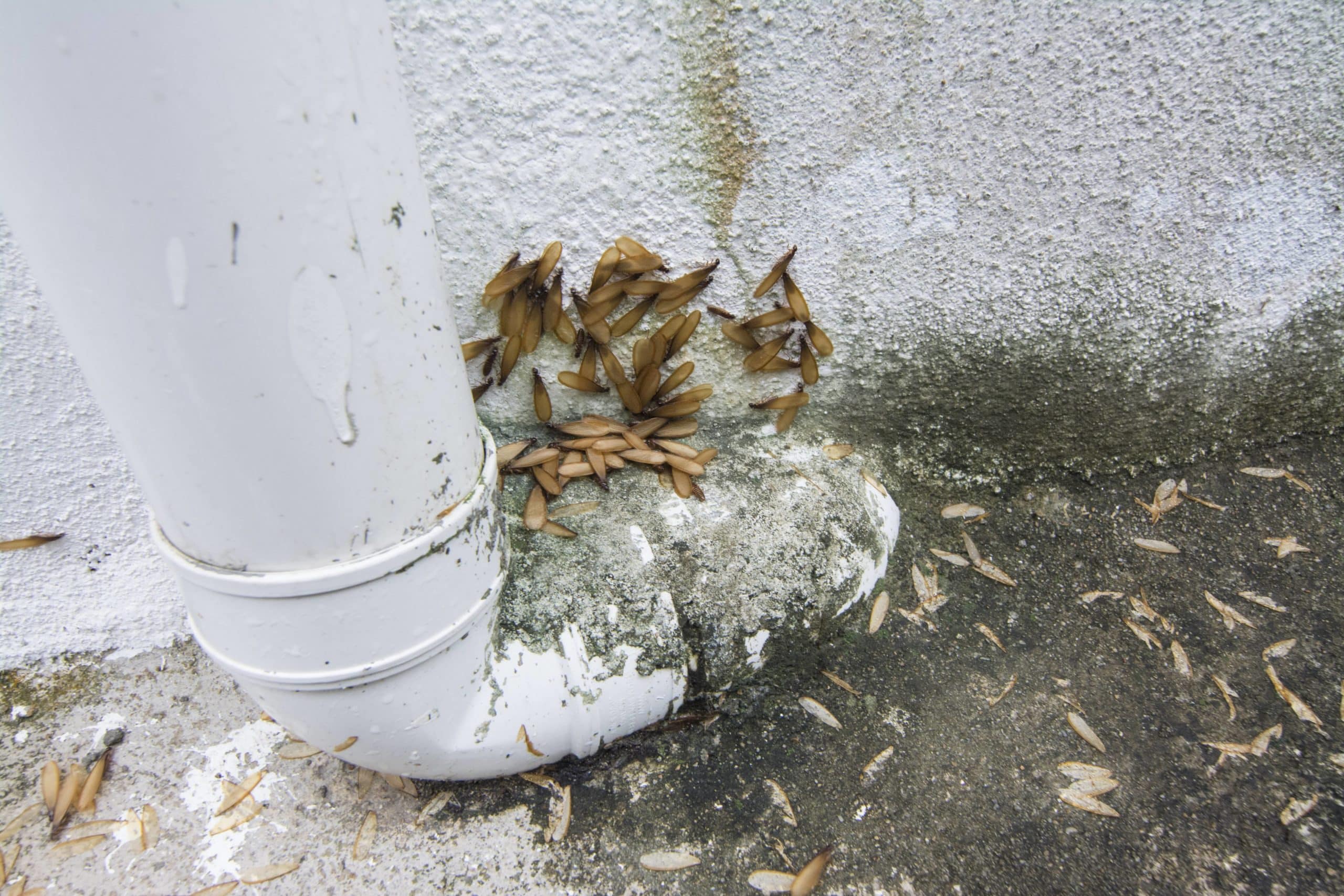 When termites swarm what to do