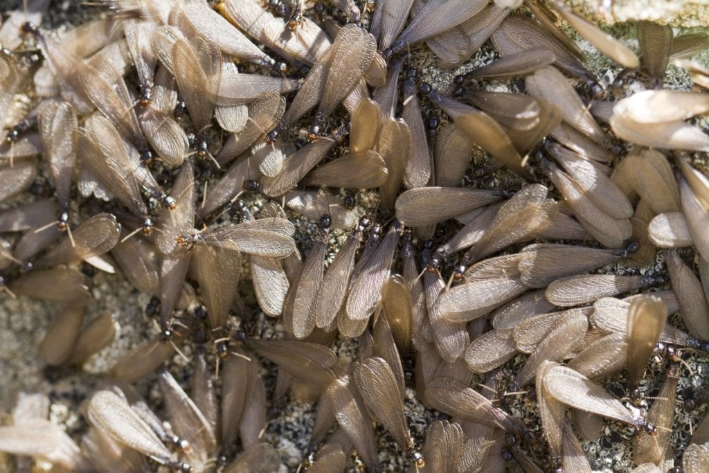 Why termites swarm