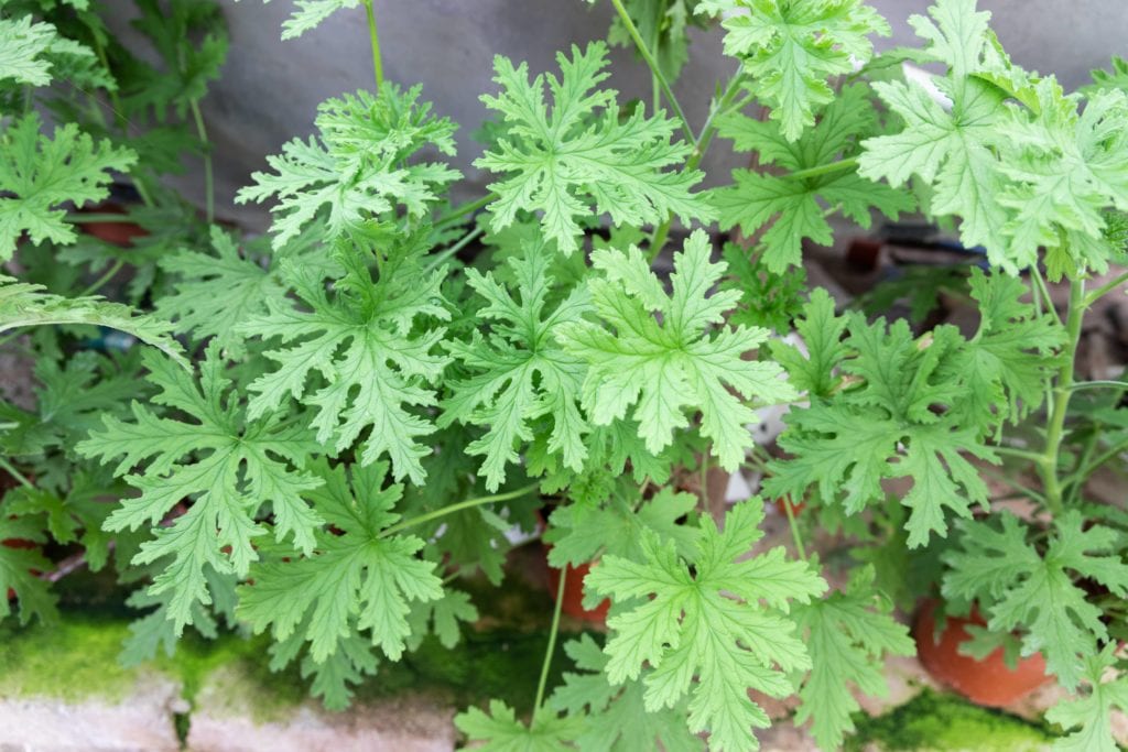 Citronella is a natural repellent and great for natural mosquito control.