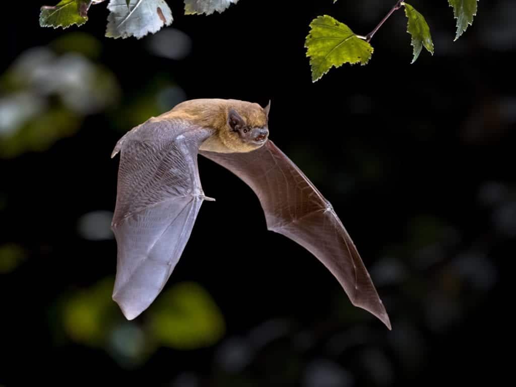 Bats eat mosquitoes and help keep them away.