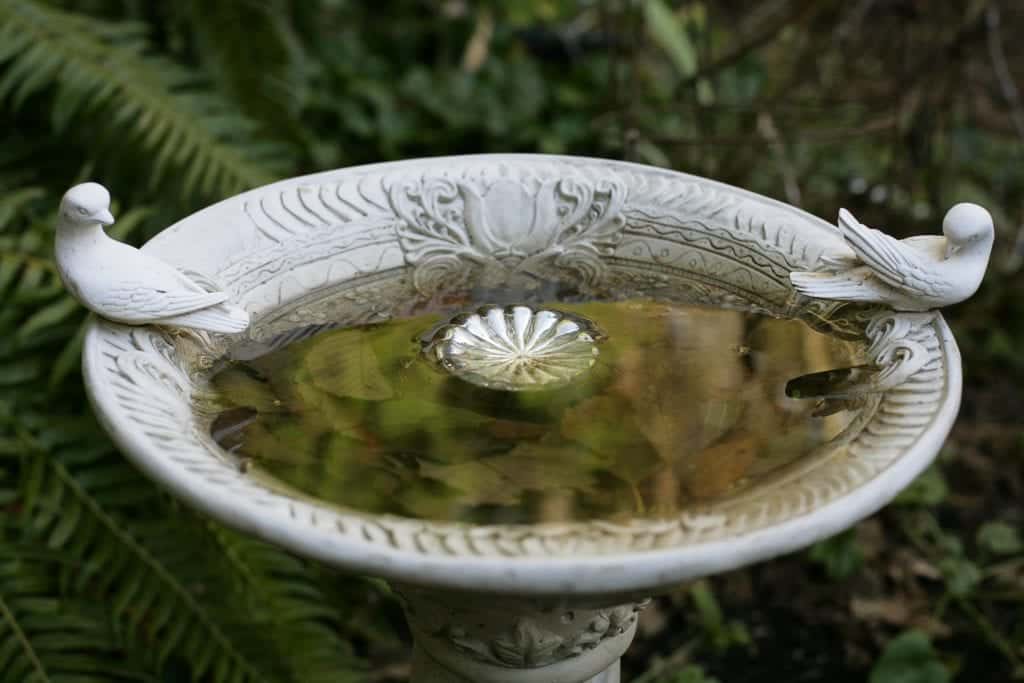 Bird bath with water attracts mosquitoes