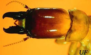 Drywood Termite