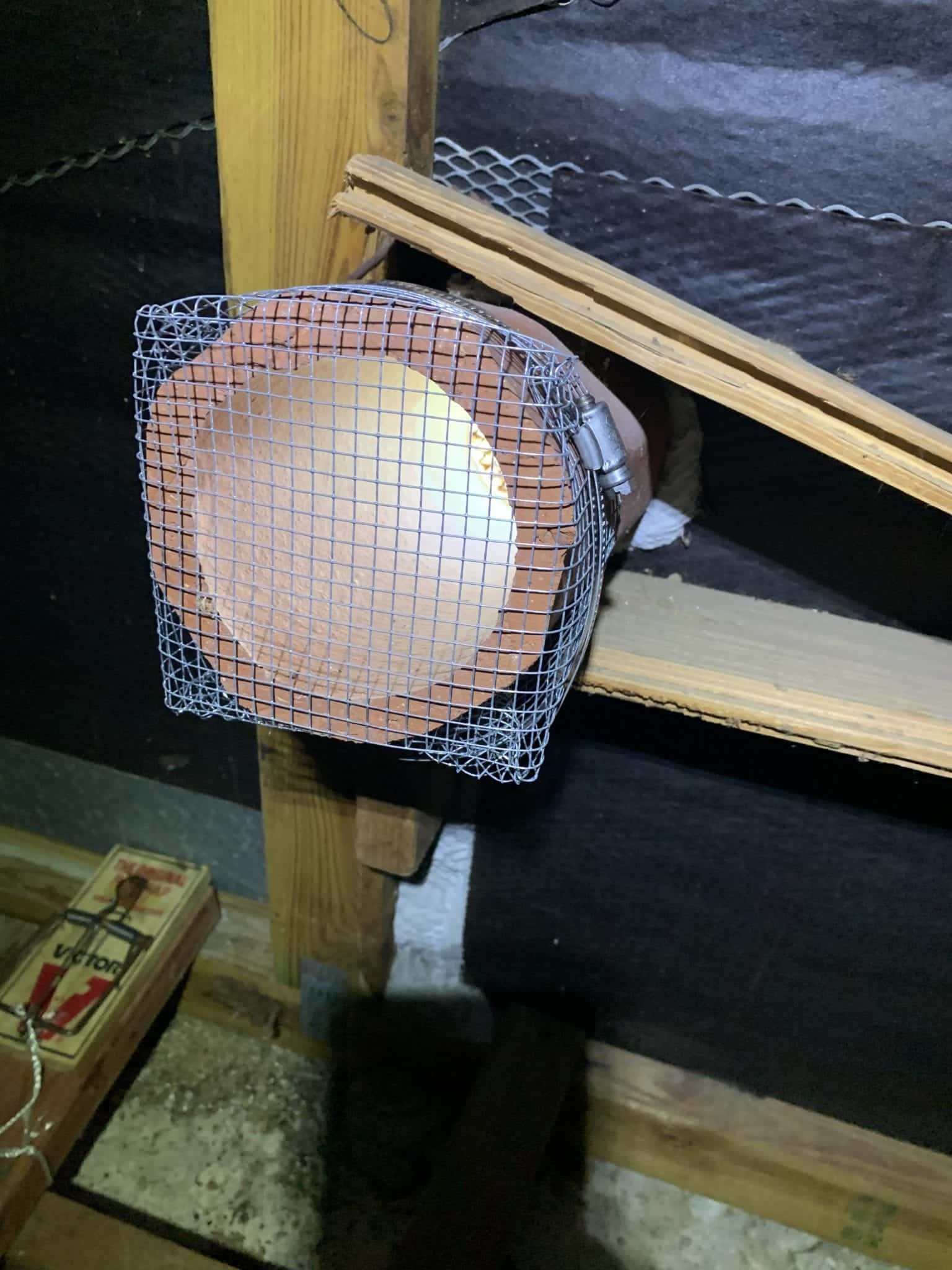 Rodent Exclusion: What You Need to Know - Honor Services