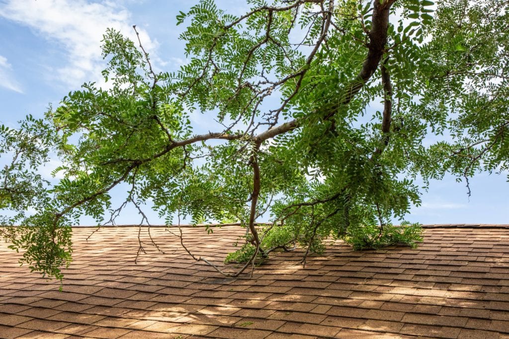 Tree limb touching the roof