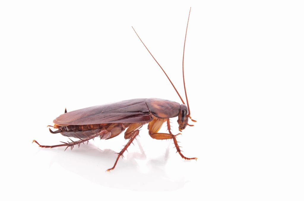 cockroach