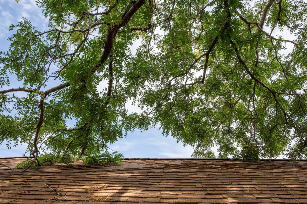 Branches on a roof can provide a place for pests to get into a home.