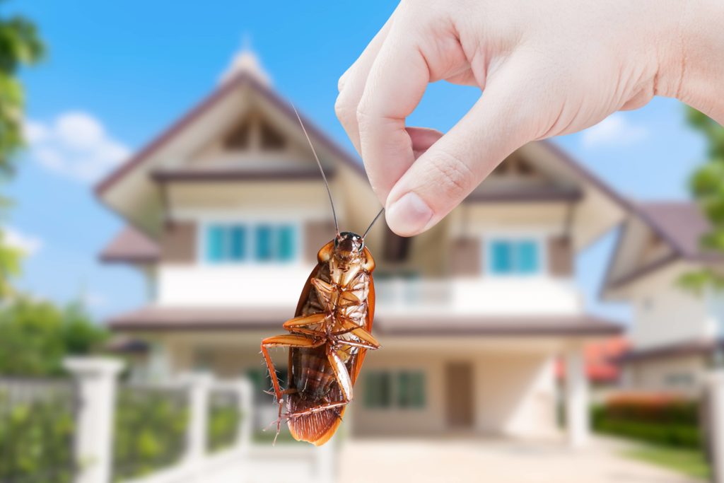 Roaches carry diseases so it is important to get rid of them.