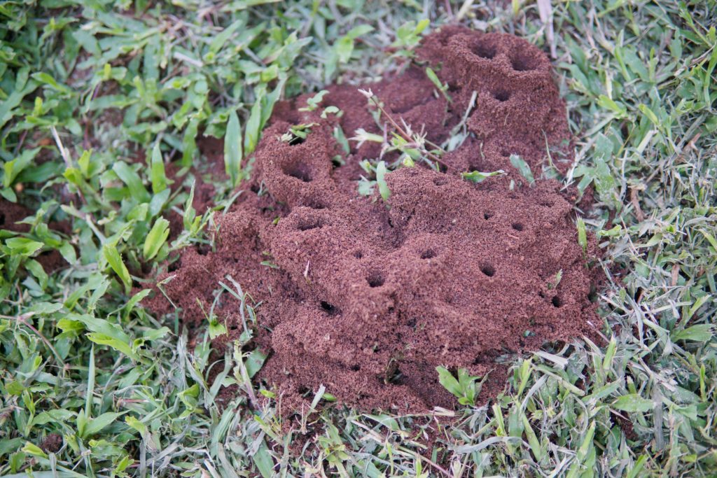 Ant hills near the home can be a sign of an outdoor pest infestation.