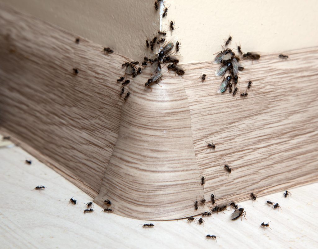 Ant infestation in a home or commercial building