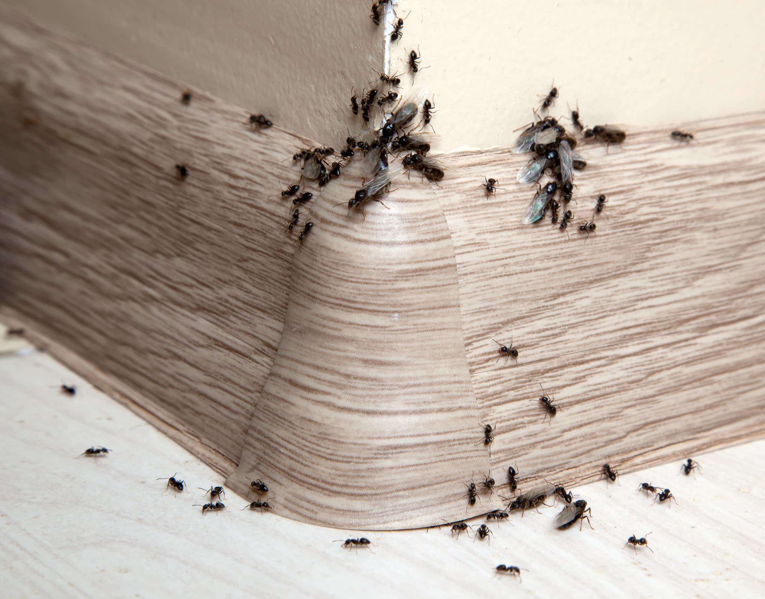 Health Hazards Unveiled Dangers Of Untreated Pest Infestations Opentpx   Ants Scaled 