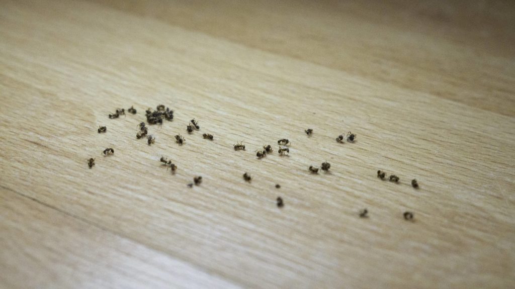 How To Get Rid Of Ants Overnight