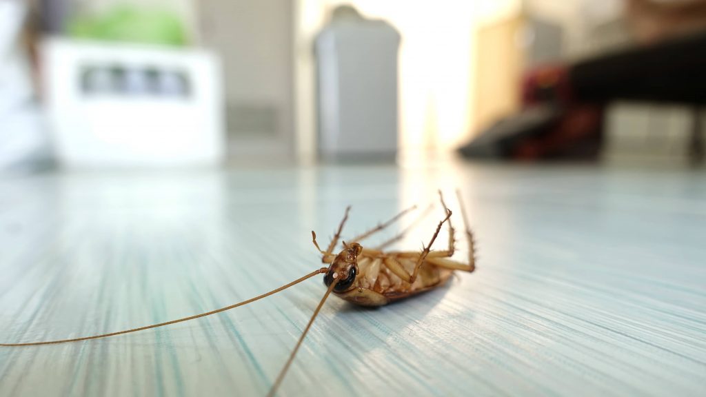 Dead roach in a home