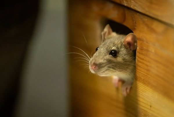Mouse in the wall