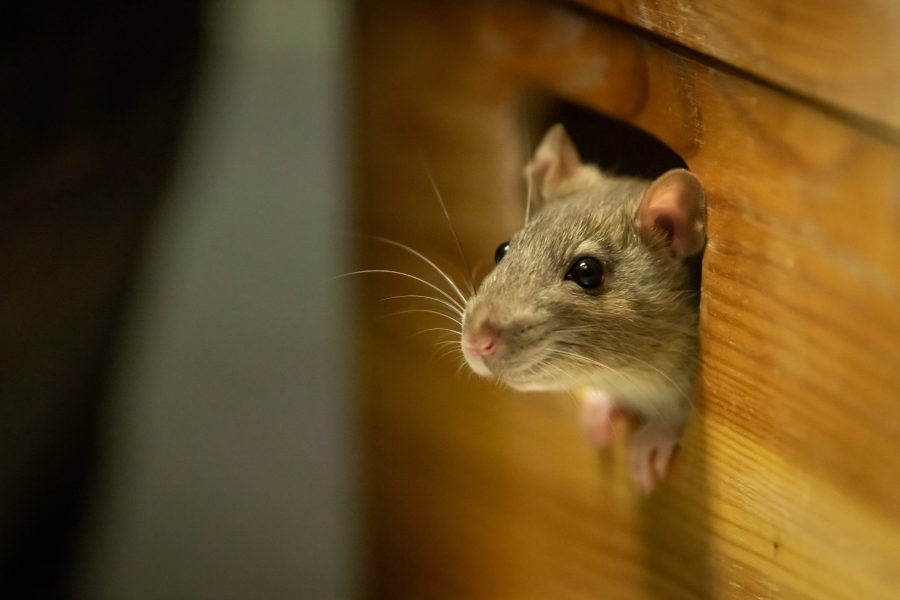 How To Get Rid Of Dead Mouse Smell Honor Services