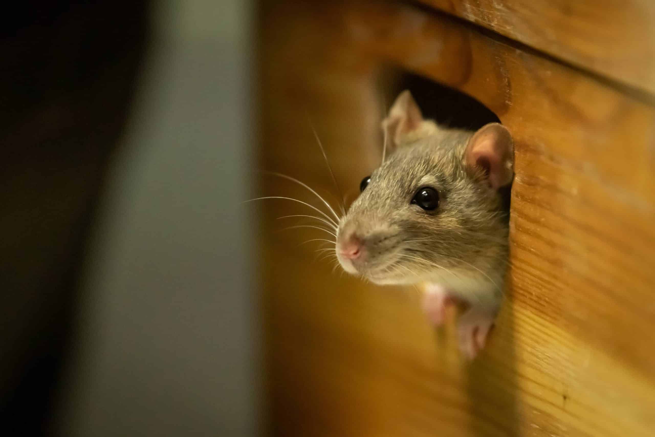 How to Remove a Dead Rodent Smell - Venom Pest