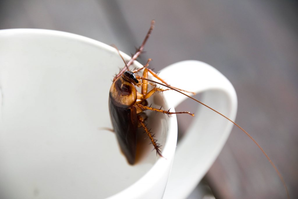 Roach in a coffee cup in a clean home.