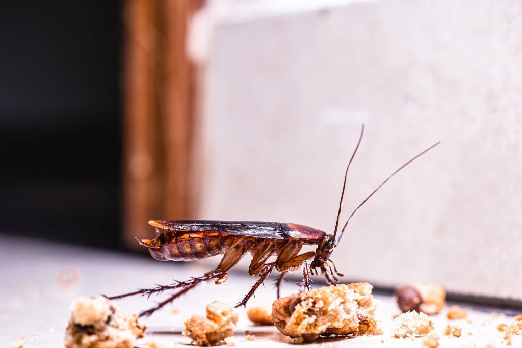 Roaches like food and can be found in a clean house.