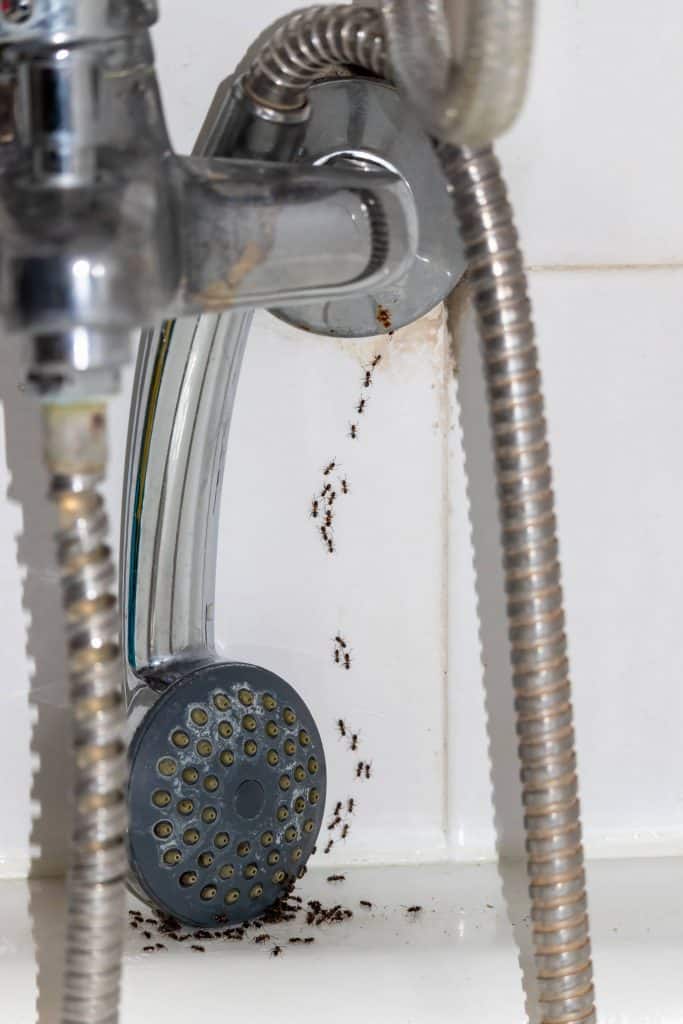 Ants on your bathroom shower head