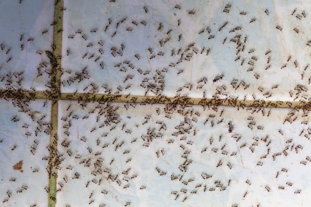 Ant infestation on your bathroom tile