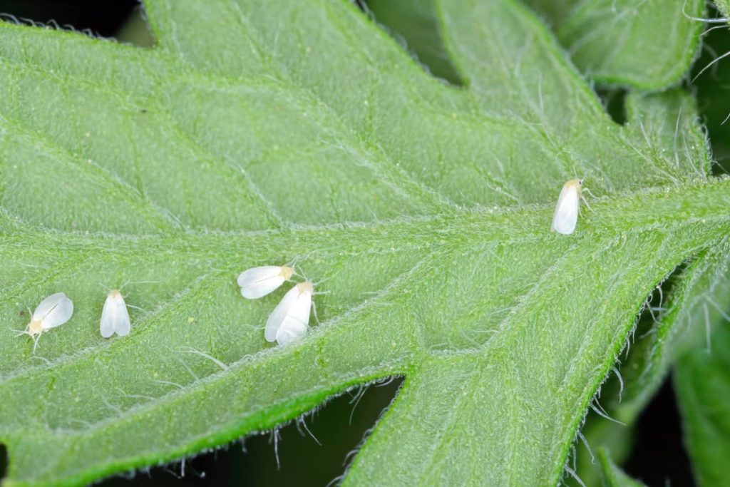 Whiteflies on a branch.