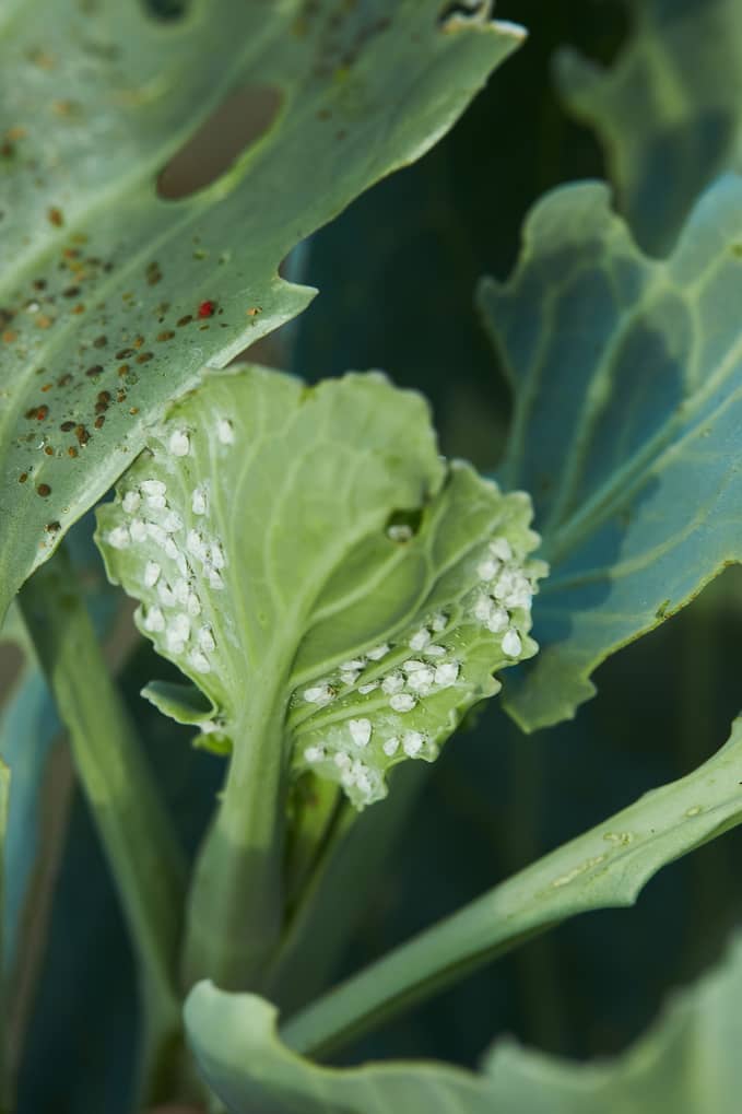 Whiteflies on the back of cabbage leaf.