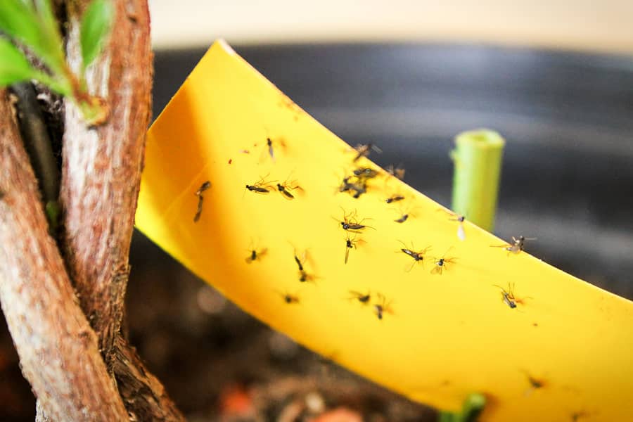 Yellow sticky trap catches flies.