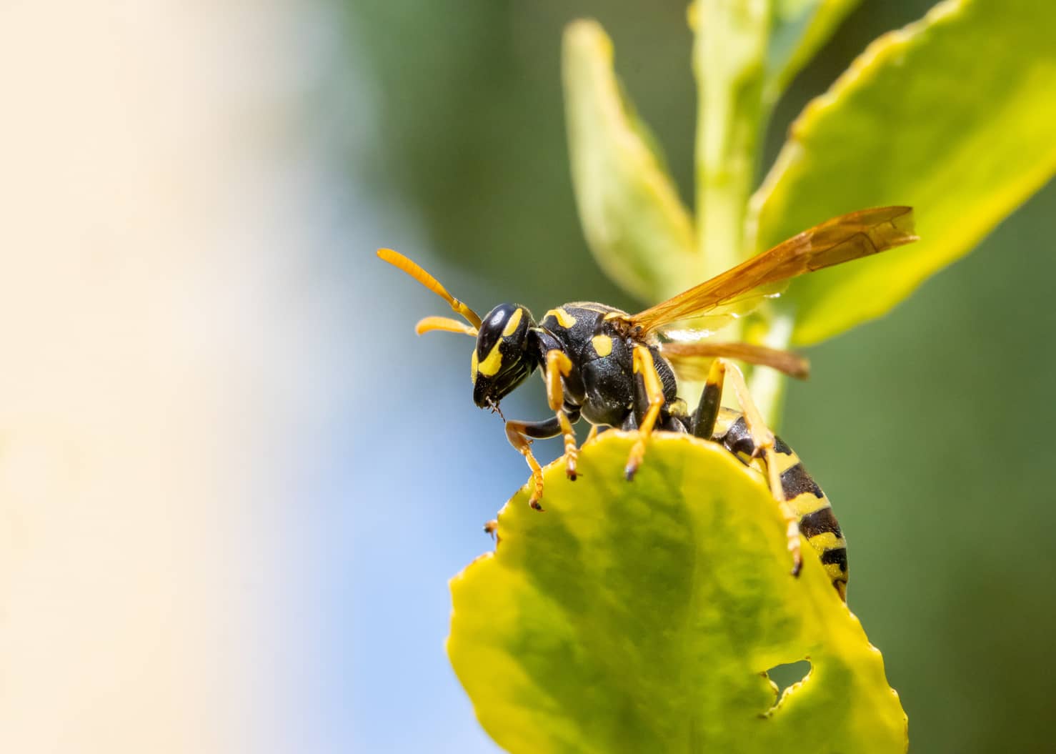 yellow jacket no stinger