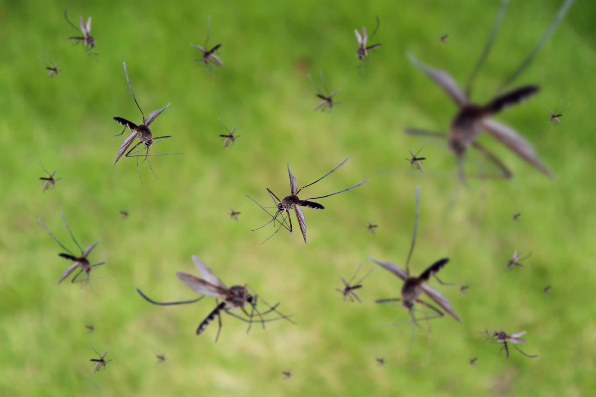 Mosquitos flying around.