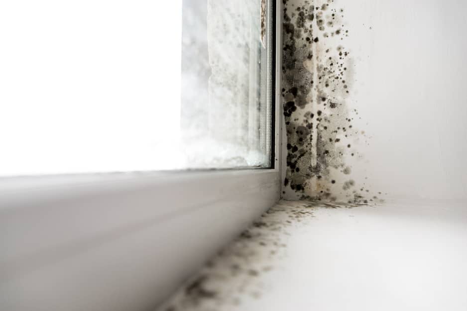 Mold in the window sill.