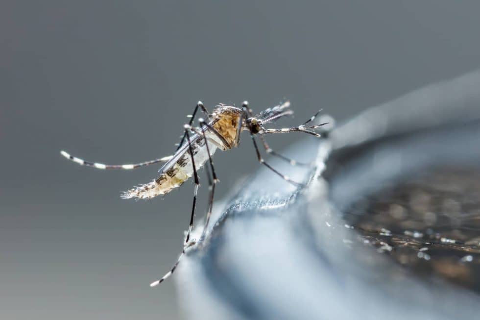 An up-close of a mosquito.