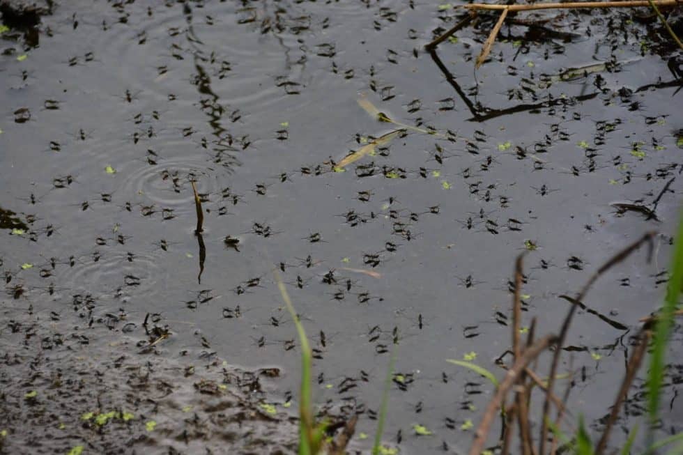 Mosquitos enjoy their time in the water.