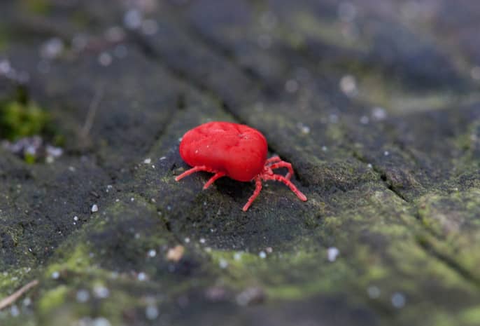 what do chiggers look like on dogs