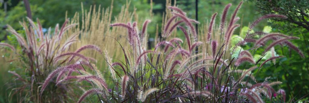 Purple ornamental grass that can brown if it is dry.