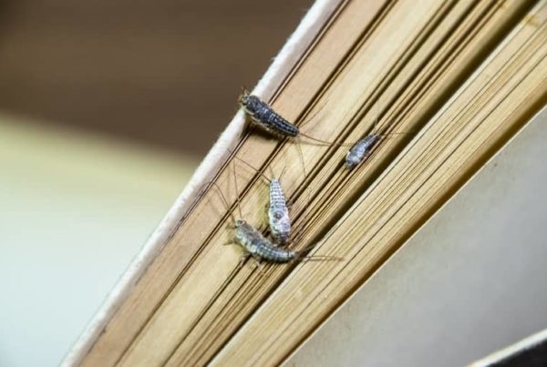 Multiple silverfish on a book.