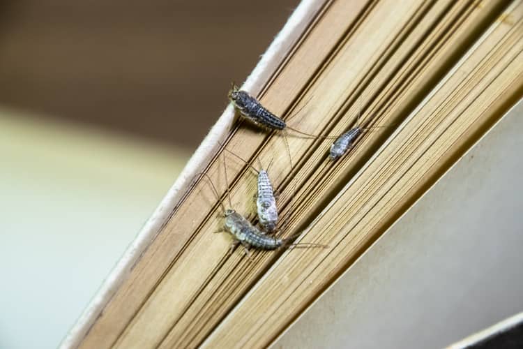 Multiple silverfish on a book.