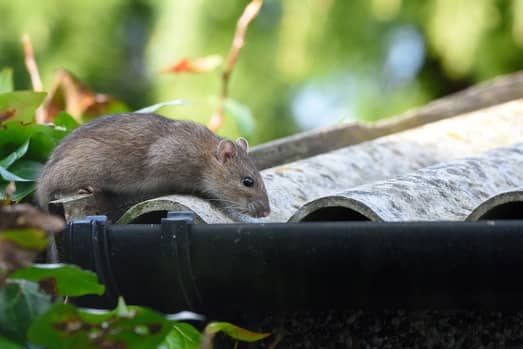 Roof rat