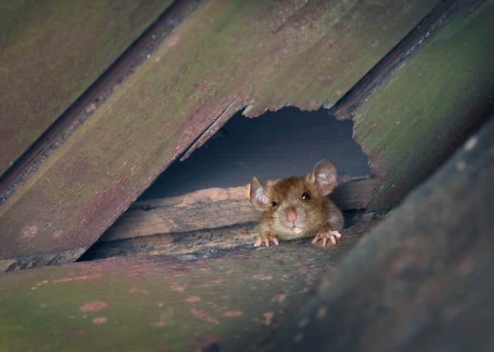 Roof rat in a building.