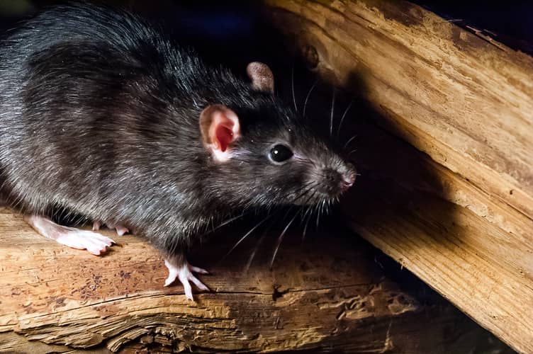 Roof rat in a home or attic.