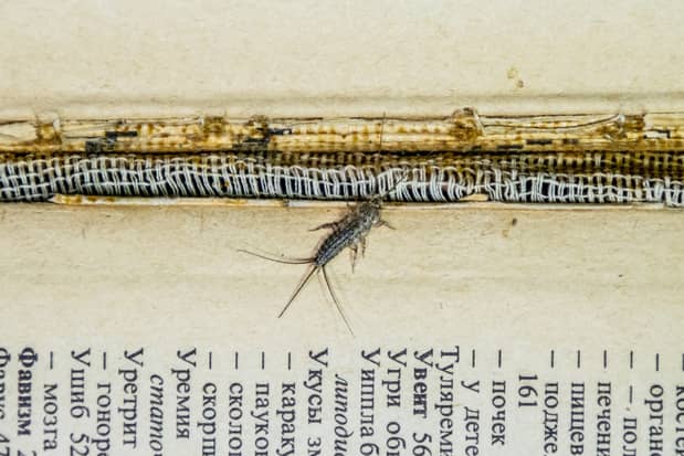 Silverfish love books and clothing to eat off the material.