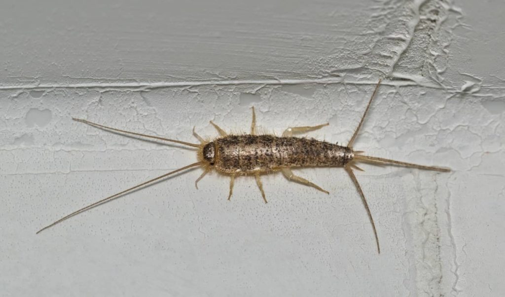 silverfish in living room