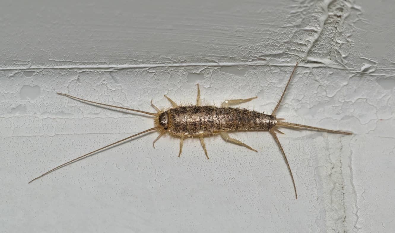 Does Washing Clothes Kill Silverfish Eggs - Honor Services