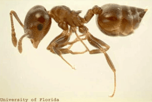 Acrobat ant