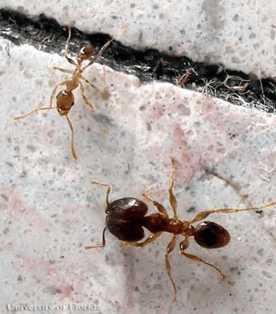 Big Headed Ant