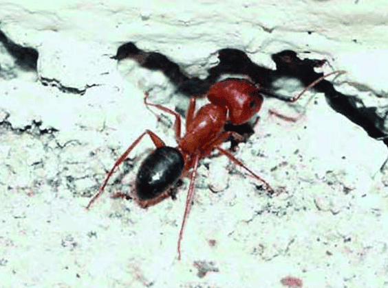Carpenter ant