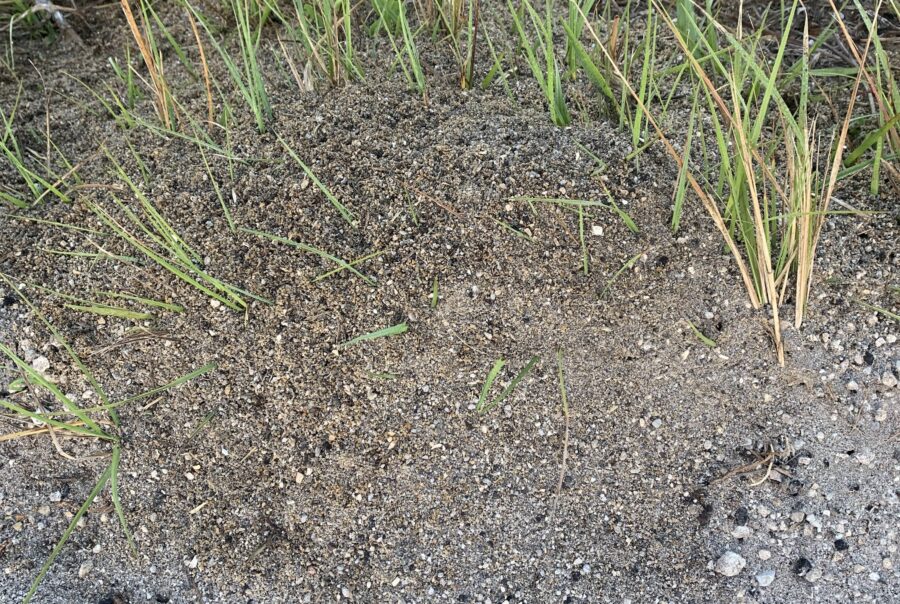 Fire Ants