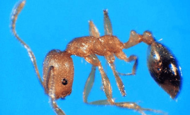 Pharaoh Ant