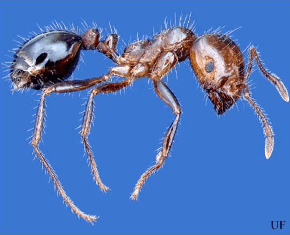 Red Imported Fire Ant