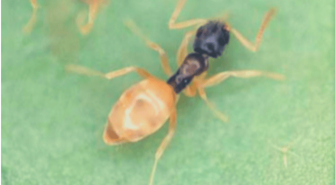 Ghost Ant