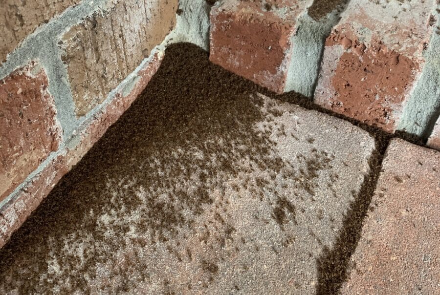 Tawny Crazy Ants