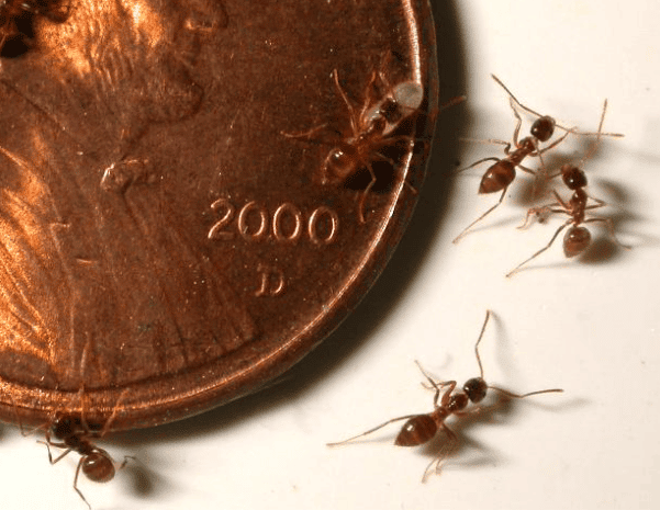 Tawny crazy ant